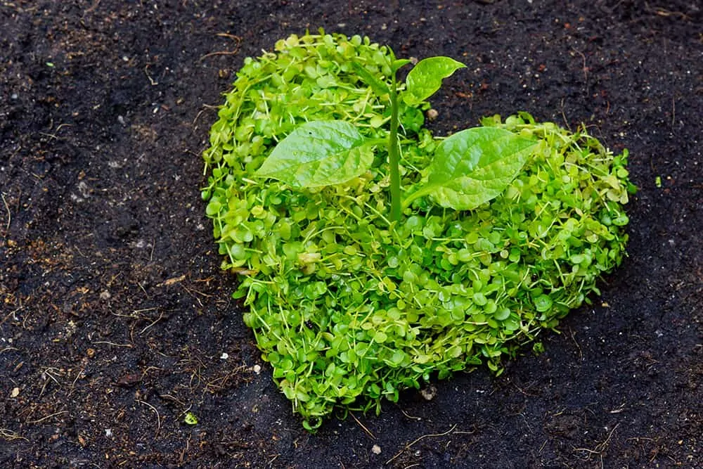 Happy Earth Day! Here's Why it Matters for Heart Disease